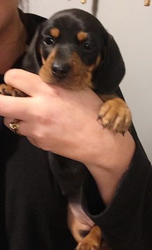 Medium Photo #1 Dachshund Puppy For Sale in HOOPER, NE, USA