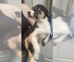 Collie-Retriever  Mix Dogs for adoption in NEWPORT NH, NH, USA