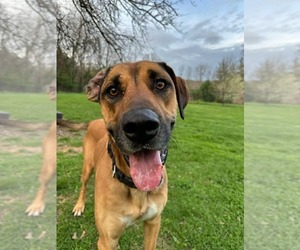 Great Dane-Unknown Mix Dogs for adoption in Germantown, OH, USA