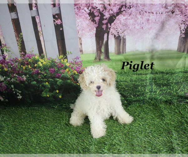 Medium Photo #2 Poodle (Toy) Puppy For Sale in CHANUTE, KS, USA