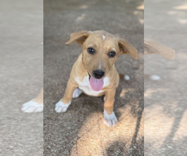 Medium Photo #2 Labrador Retriever-Unknown Mix Puppy For Sale in Rockaway, NJ, USA