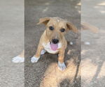Small #1 Labrador Retriever Mix