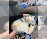 Small #6 Labrador Retriever Mix