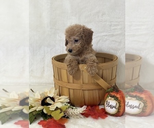 Poodle (Toy) Puppy for sale in CUMBERLAND, OH, USA