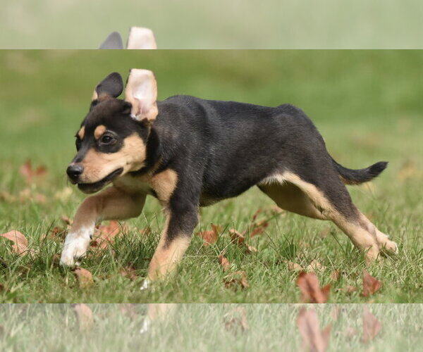 Medium Photo #9 Australian Shepherd-Unknown Mix Puppy For Sale in Mechanicsburg, PA, USA