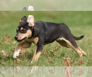 Tulip - Female Australian Shepherd-Unknown Mix Dog for Adoption - Photo #9