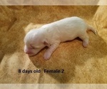 Small Photo #7 Havanese Puppy For Sale in DREXEL, MO, USA