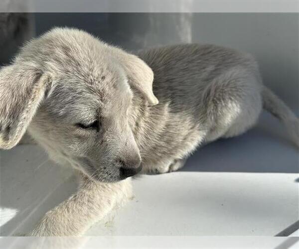 Medium Photo #1 Labrador Retriever Puppy For Sale in Houston, TX, USA