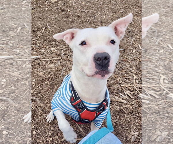 Medium Photo #5 Mutt Puppy For Sale in Williamsburg, IA, USA