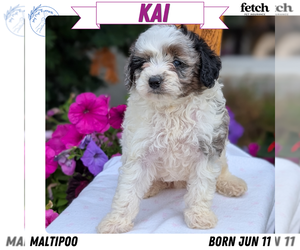 Medium Maltipoo (Toy)