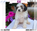 Puppy Kai Maltipoo (Toy)