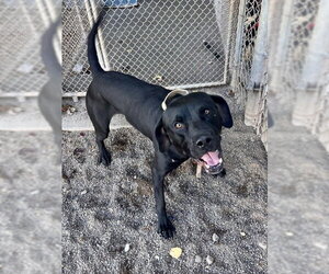 Diesel - Male Labrador Retriever-Unknown Mix Dog for Adoption - Photo #2