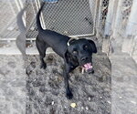 Small Photo #2 Labrador Retriever-Unknown Mix Puppy For Sale in Webster, WI, USA