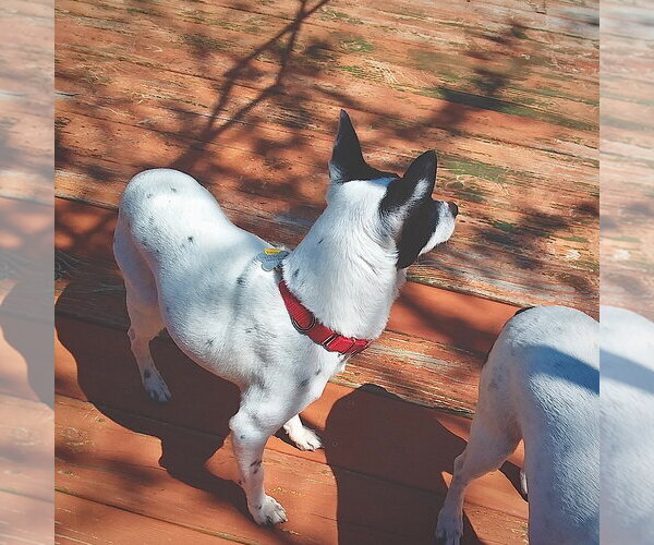 Medium Photo #2 Rat Terrier Puppy For Sale in Atlanta, GA, USA