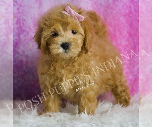 Medium Photo #4 Maltipoo Puppy For Sale in WARSAW, IN, USA