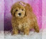 Small #3 Maltipoo