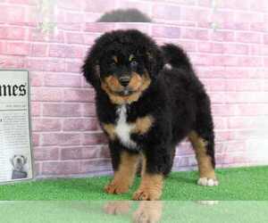 Bernedoodle Puppy for sale in BEL AIR, MD, USA