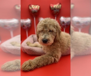 Goldendoodle-Poodle (Standard) Mix Puppy for sale in ANAHEIM, CA, USA