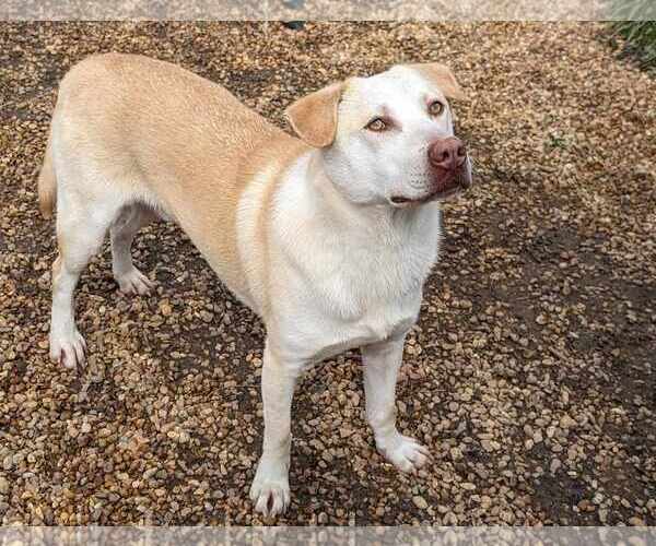 Medium Photo #4 Mutt Puppy For Sale in Anniston, AL, USA