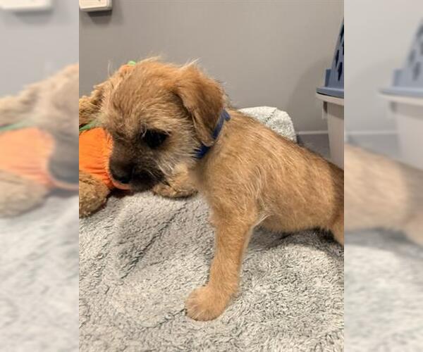 Medium Photo #1 Mutt Puppy For Sale in San Martin, CA, USA