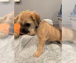 Small Mutt