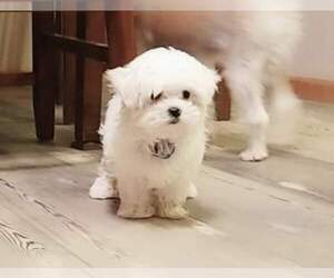 Father of the Maltese puppies born on 03/13/2022