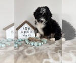 Small #3 Miniature Bernedoodle-Poodle (Miniature) Mix