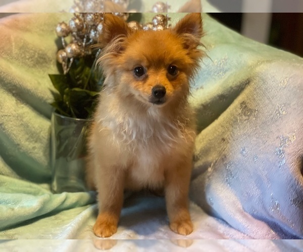 Medium Photo #1 Pomeranian Puppy For Sale in HAMDEN, CT, USA