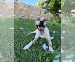 Mutt Dogs for adoption in Germantown, OH, USA