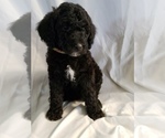 Small Photo #12 Poodle (Standard) Puppy For Sale in ODESSA, WA, USA