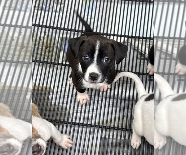 Medium Photo #2 Labrador Retriever-Unknown Mix Puppy For Sale in GILBERTS, IL, USA