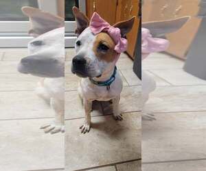 JoJo - Female American Staffordshire Terrier-Red Heeler Mix Dog for Adoption - Photo #5