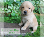 Puppy Green Golden Retriever
