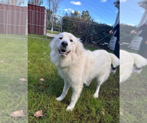 Medium Photo #1 Great Pyrenees Puppy For Sale in Muskegon, MI, USA
