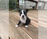 Puppy Sasha Boston Terrier