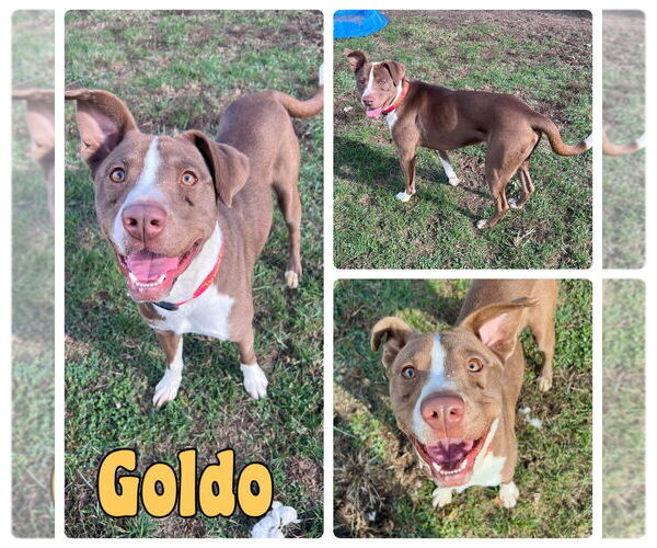 Medium Photo #2  Puppy For Sale in , 