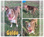 Small American Staffordshire Terrier Mix