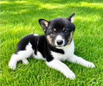 Small #2 Shiba Inu