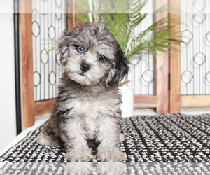 ShihPoo Puppy for sale in NAPLES, FL, USA