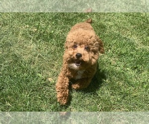 Medium Poodle (Miniature)