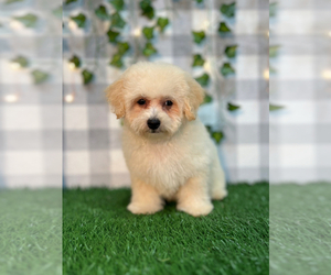 Poochon Puppy for sale in MARIETTA, GA, USA