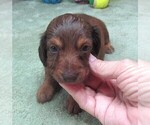 Small #5 Dachshund