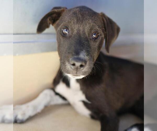 Medium Photo #1 Labrador Retriever-Unknown Mix Puppy For Sale in San Antonio, TX, USA