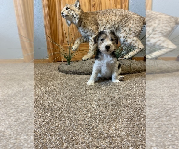 Medium Photo #2 Wire Fox Terrier Puppy For Sale in DUNNING, NE, USA