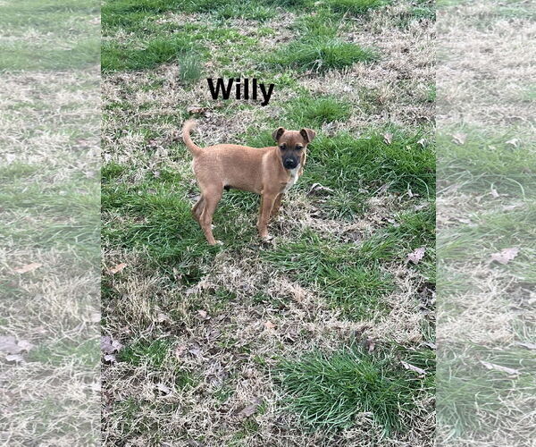 Medium Photo #4 Chihuahua-Unknown Mix Puppy For Sale in Ball Ground, GA, USA