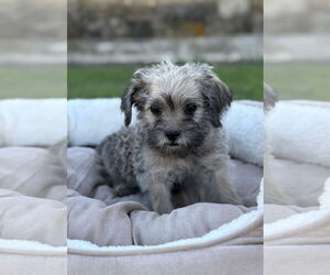 Mutt Dogs for adoption in PIPE CREEK, TX, USA