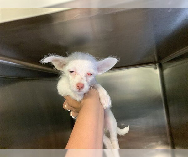 Medium Photo #1 Chihuahua-Unknown Mix Puppy For Sale in Grand Prairie, TX, USA