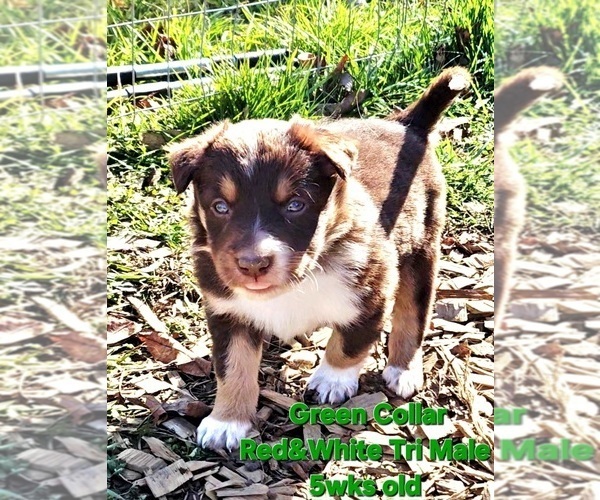 Medium Photo #6 Border Collie Puppy For Sale in BYBEE, TN, USA