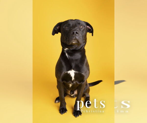 Medium Photo #4 Labrador Retriever Puppy For Sale in Foristell, MO, USA