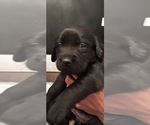 Small Photo #16 Labrador Retriever Puppy For Sale in GIG HARBOR, WA, USA